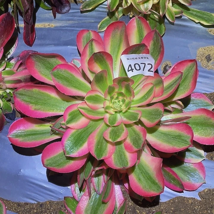 4072粉女郎多肉植物