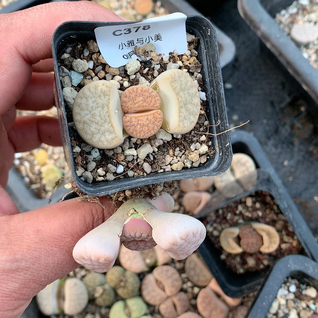 呼*鹿C378多肉植物保护研究所