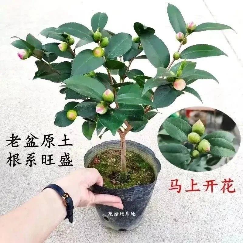 【浓香型茶花】香妃山茶花盆栽耐寒植物冬季开花粉色重瓣带香味茶花