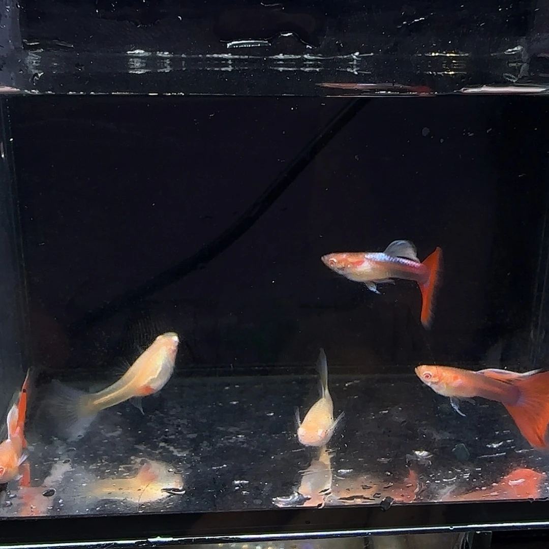 孔雀鱼欧意火烧云三公两母