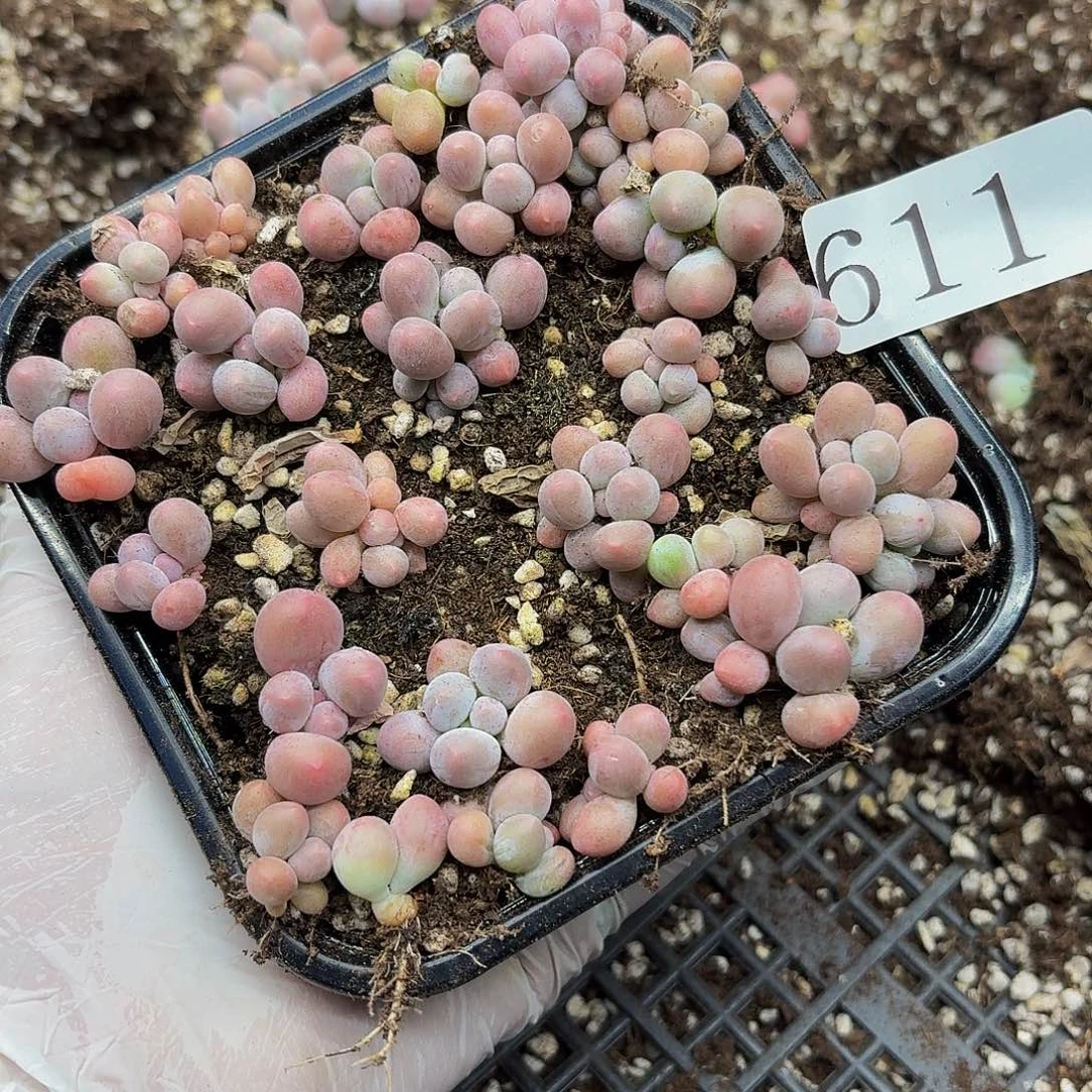 多肉植物多肉植物611量拍