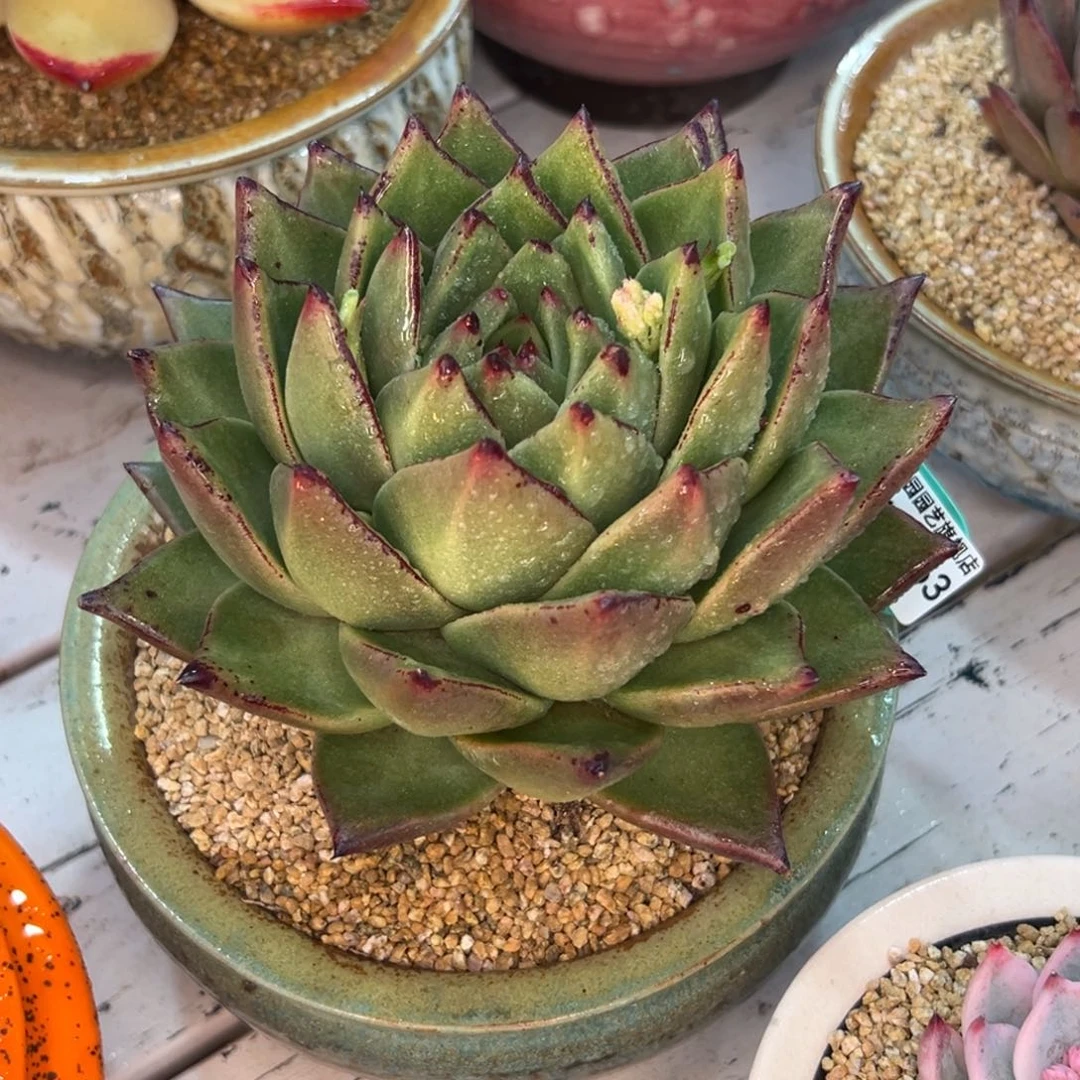 多肉一物一拍0210-163