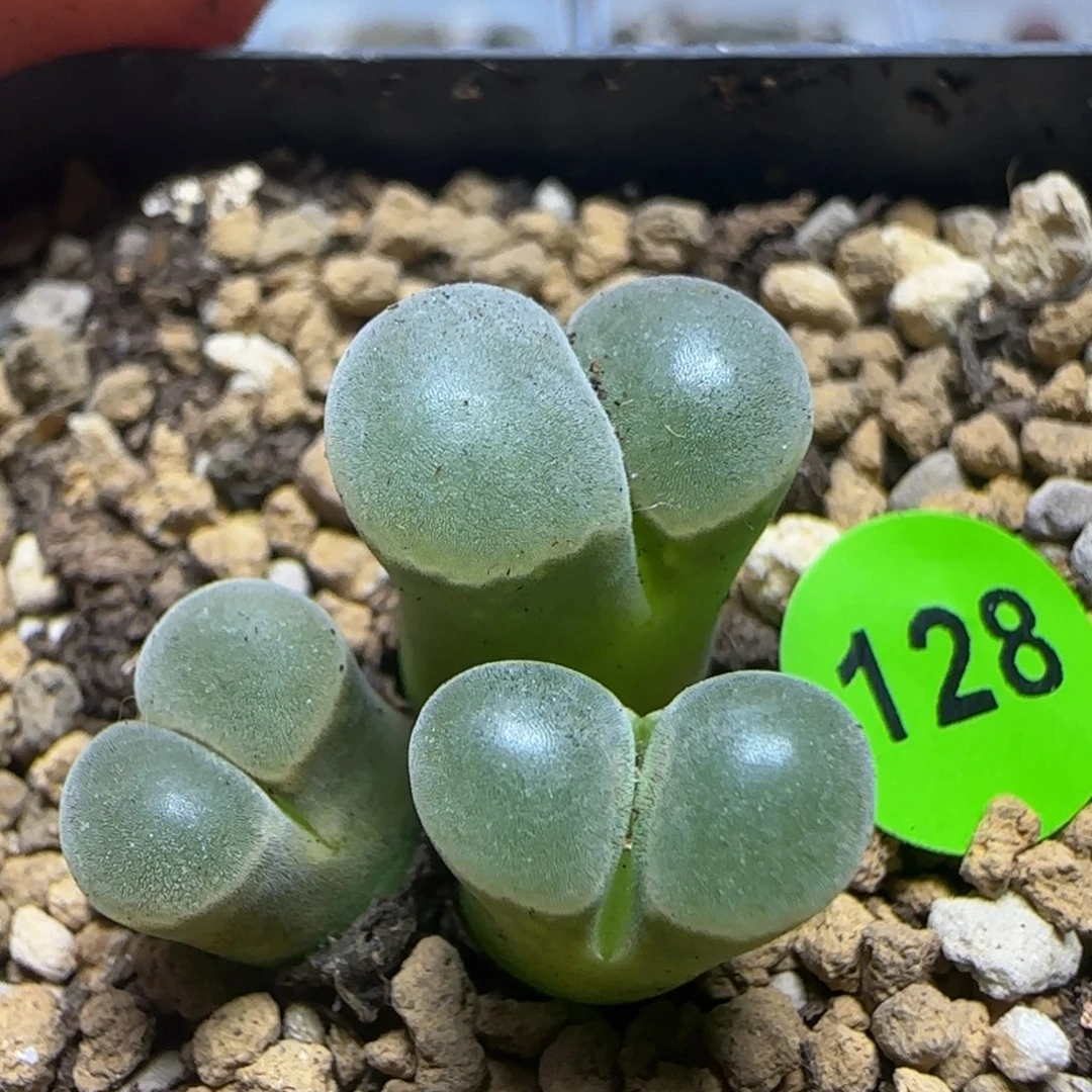 漂漂亮亮多肉植物128