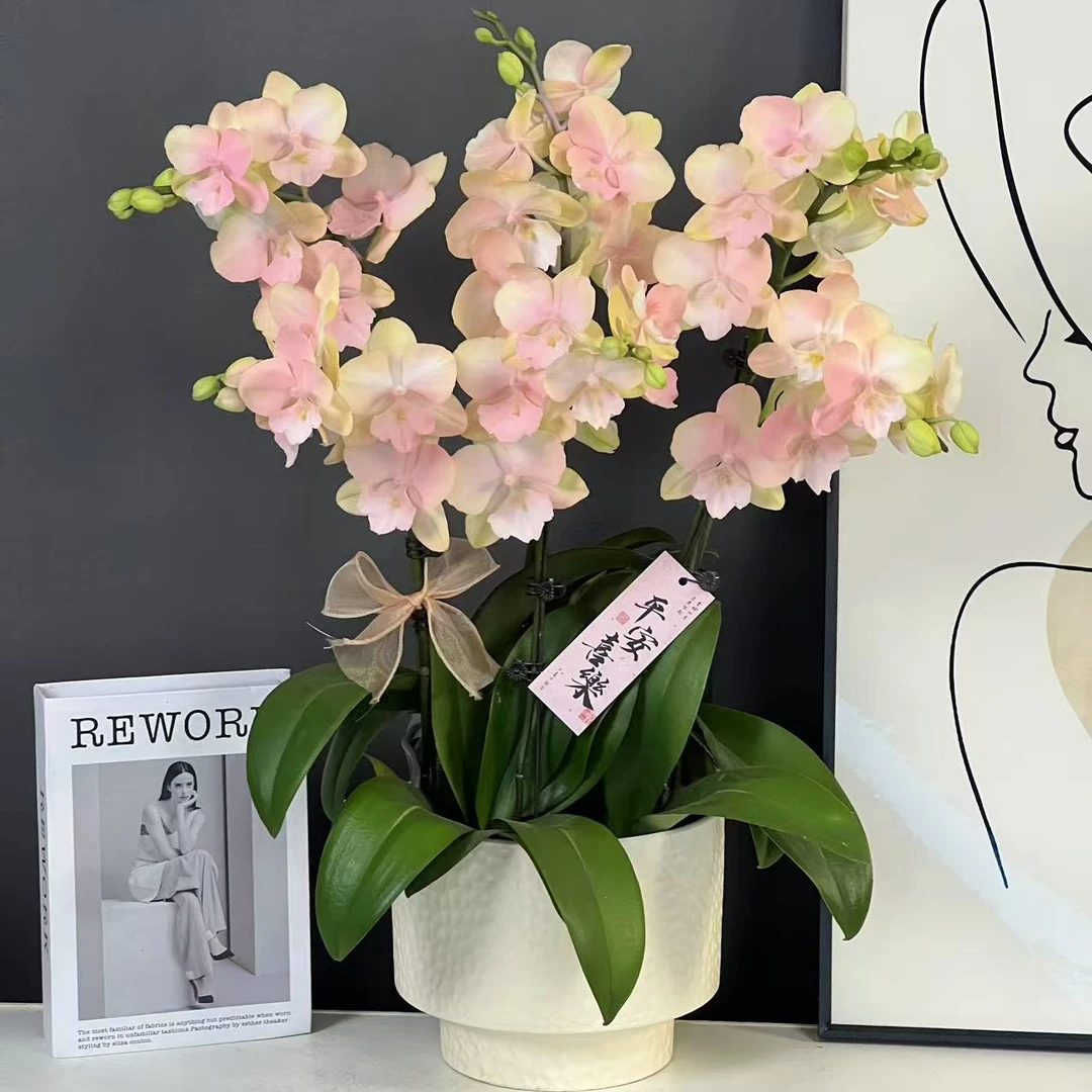 多彩优选（粉公主）欧品粉色仙气飘飘喷色蝴蝶兰鲜花室内送礼花卉