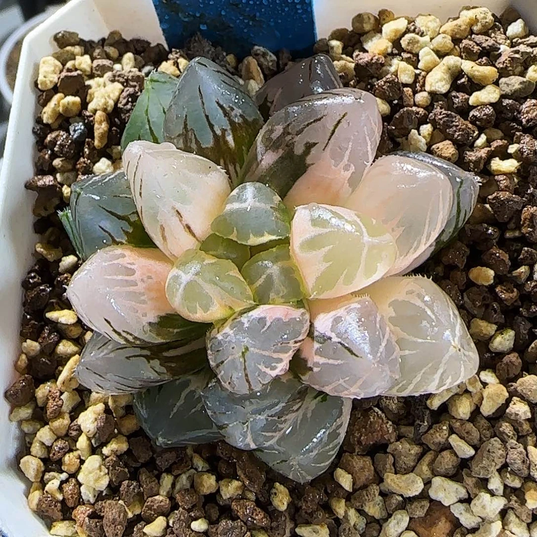 384号OM玉露锦 5 厘米左右一物一拍带盆发货