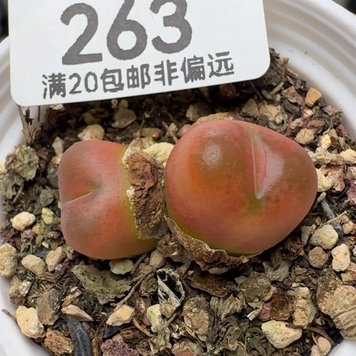 带盆土。
