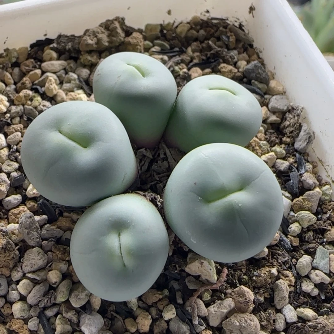 12-12下午场4-5双十二八折福利桃花型v嘴脱土