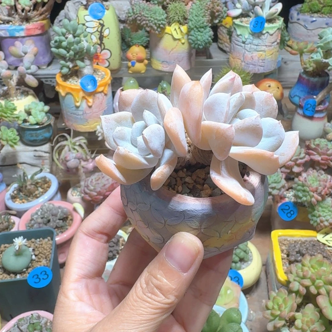 多肉含盆土一物一拍30元包邮➗偏远