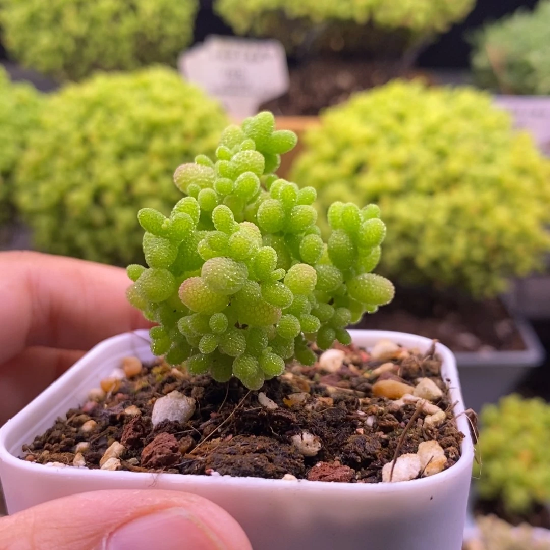 672蜜桔糖球。