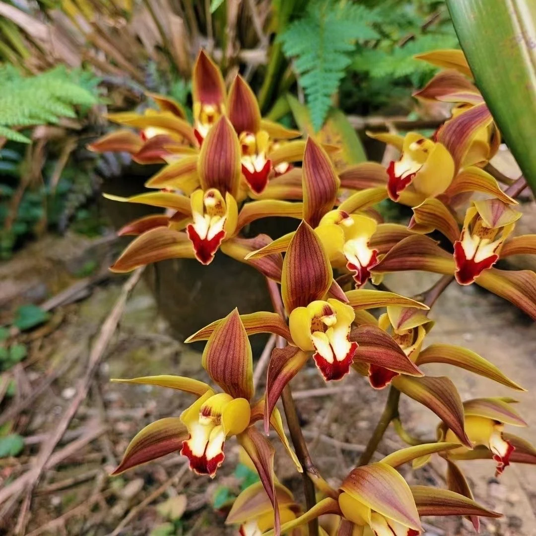 云南虎头兰金丝彩瓣开花浓香