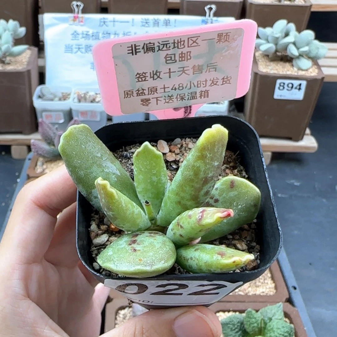 022紫库博多肉植物