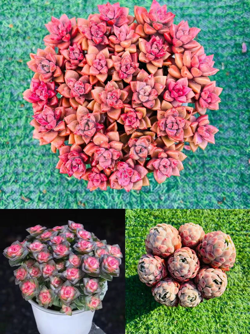 彩虹钱多多+香水贝瑞+姬胧月带盆带土多肉植物阳台室内外庭院盆栽