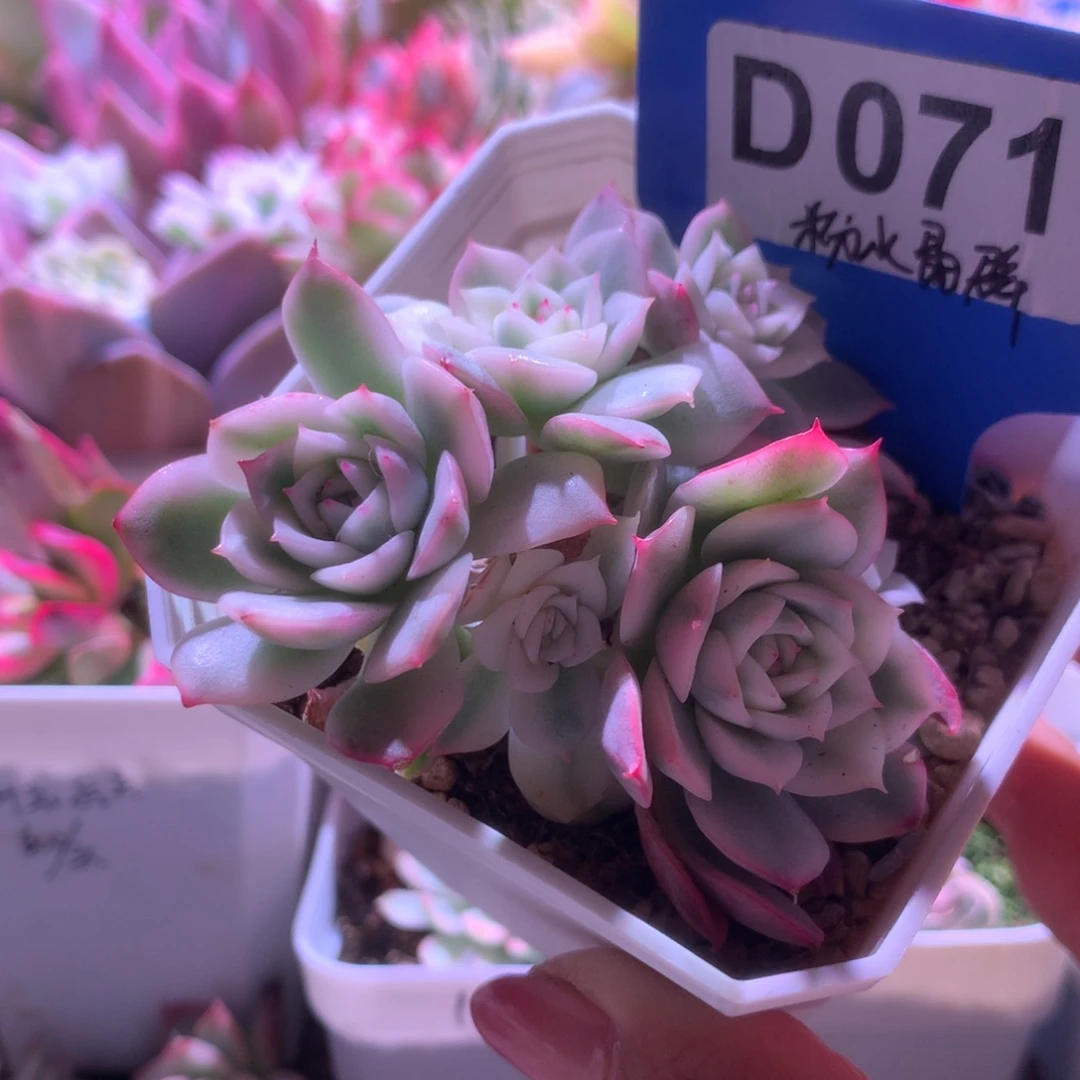 粉水晶覆轮锦群生有根