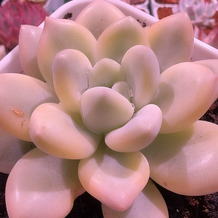 香水锦复伦多肉锦