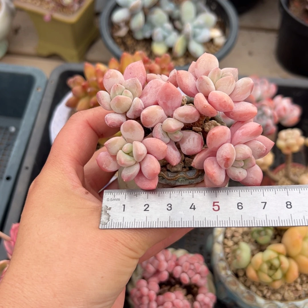 忍*708 多肉植物组合