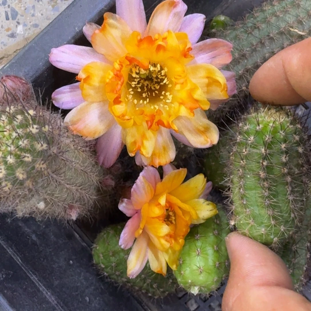 17白檀宝石歪3个小无根侧牙，20包邮