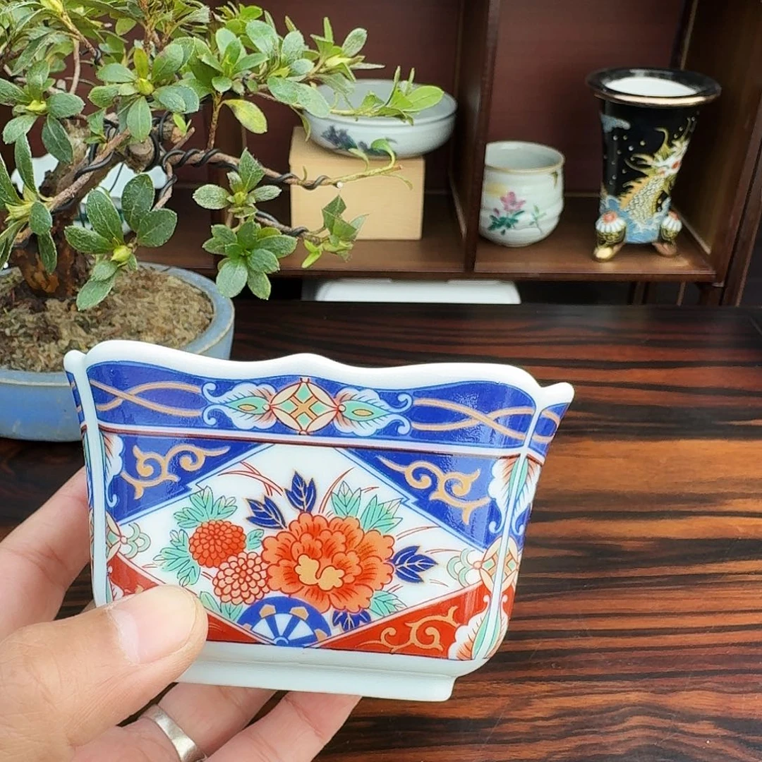 老***表无花朵进口盆栽盆器杜鹃