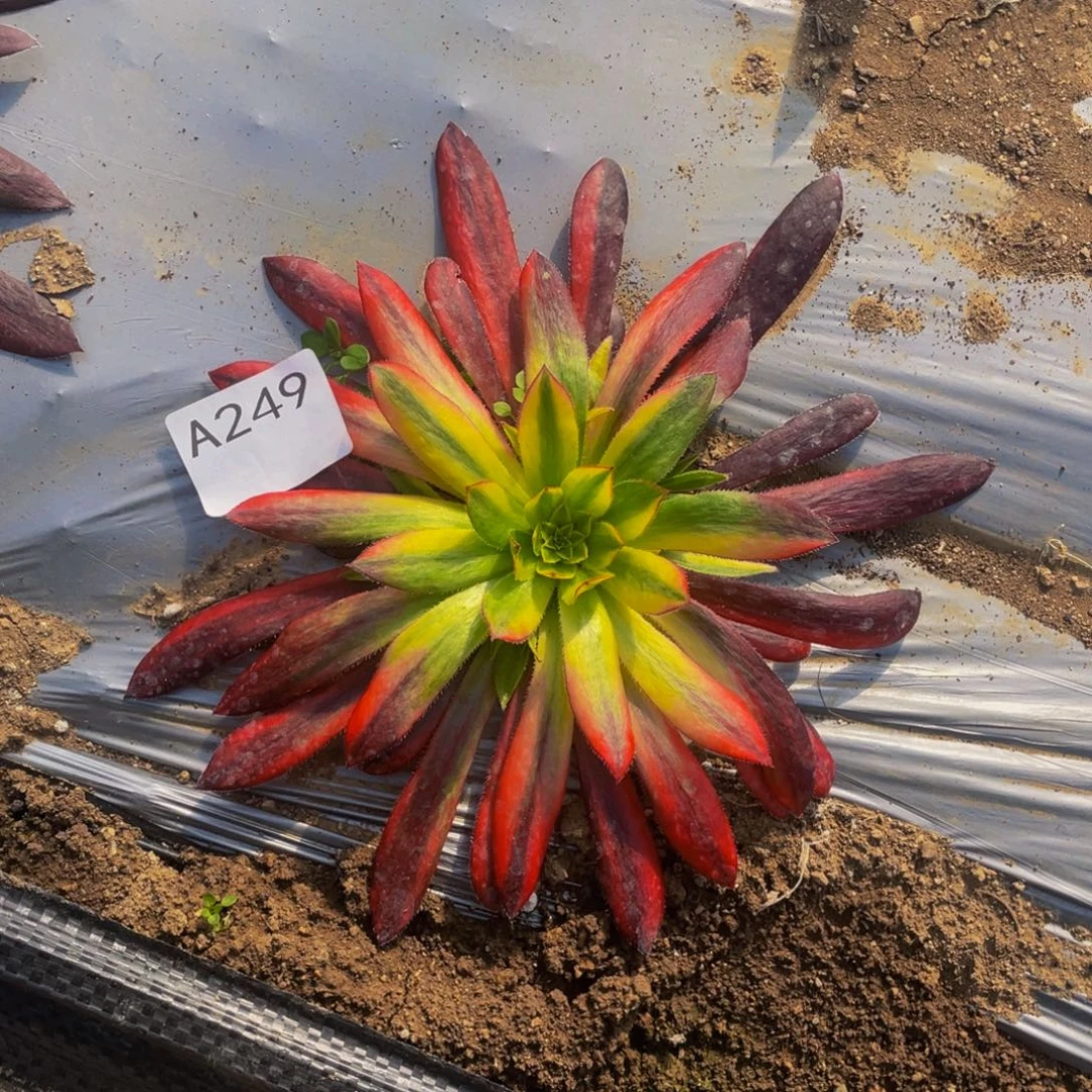 249孔雀七彩多肉植物