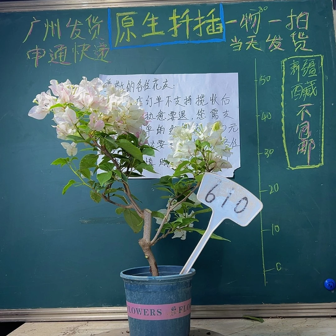 当前无花栽培后可以开花 广红樱 610