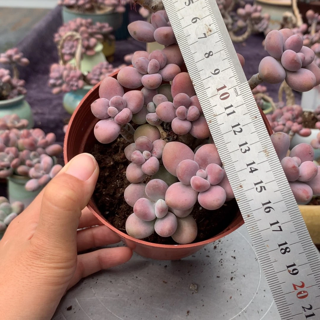 15号不带盆偏远的不包邮的有瑕疵