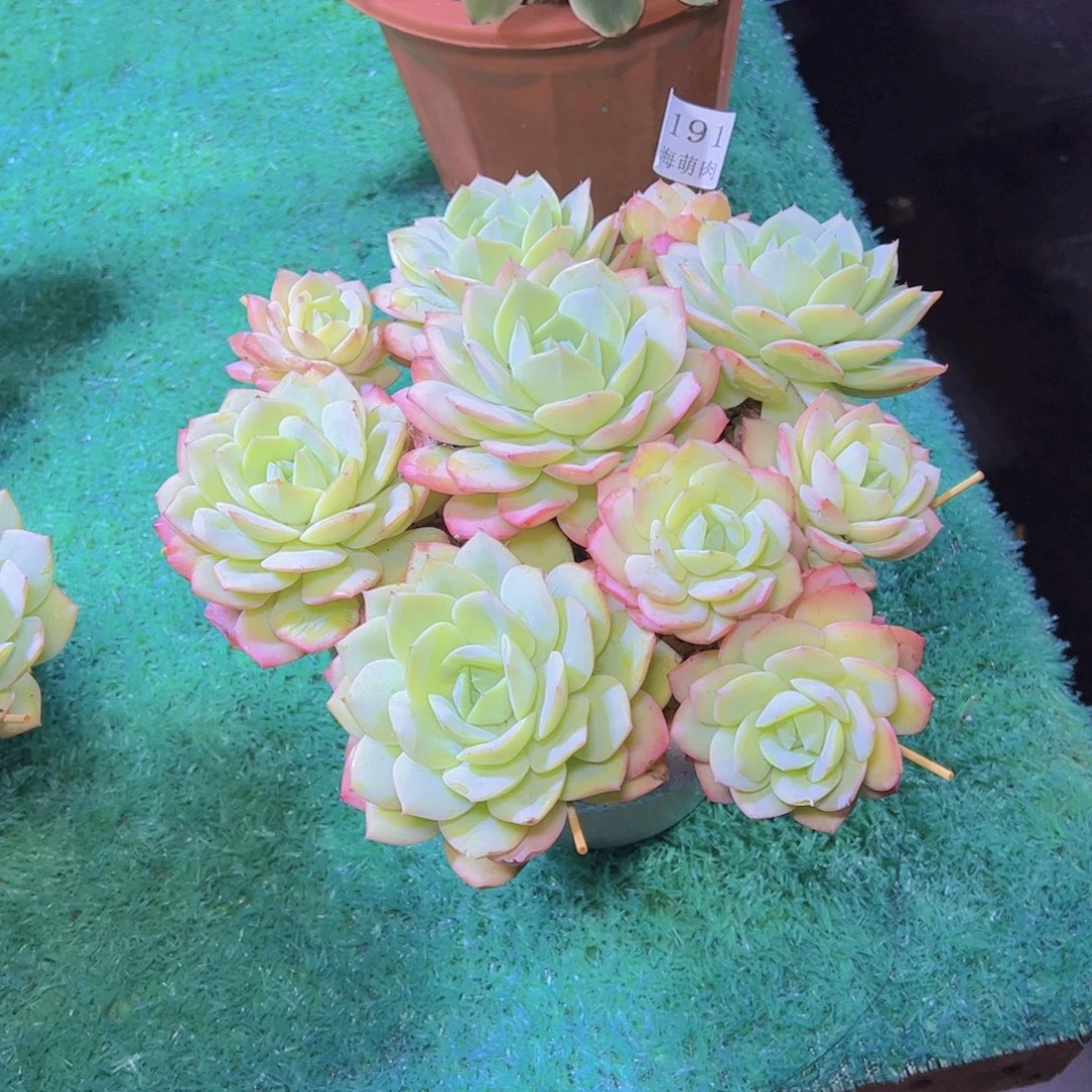 恋曲4191多肉植物