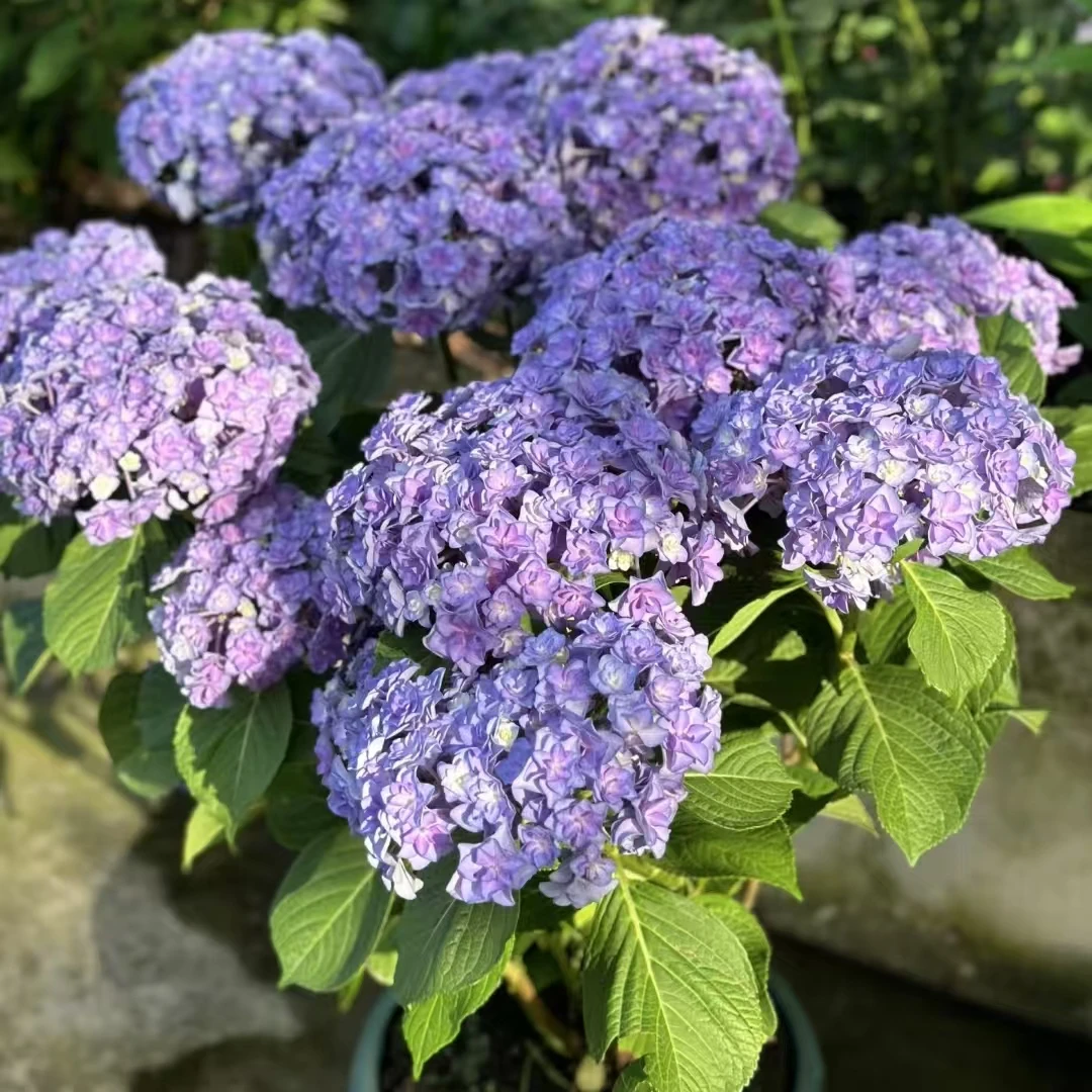 太阳神殿绣球花1.5加仑盆栽花卉庭院阳台新手易养护喜水植物