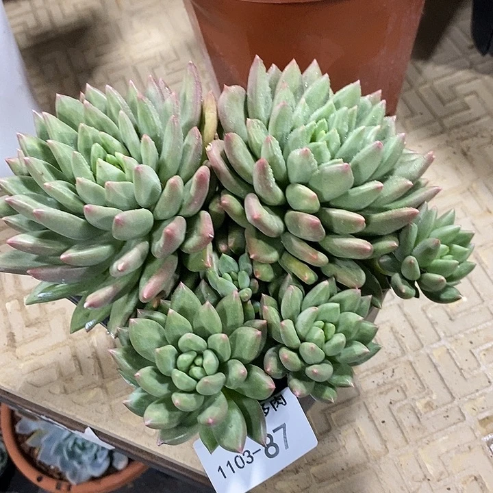 米其林87 小七夕多肉