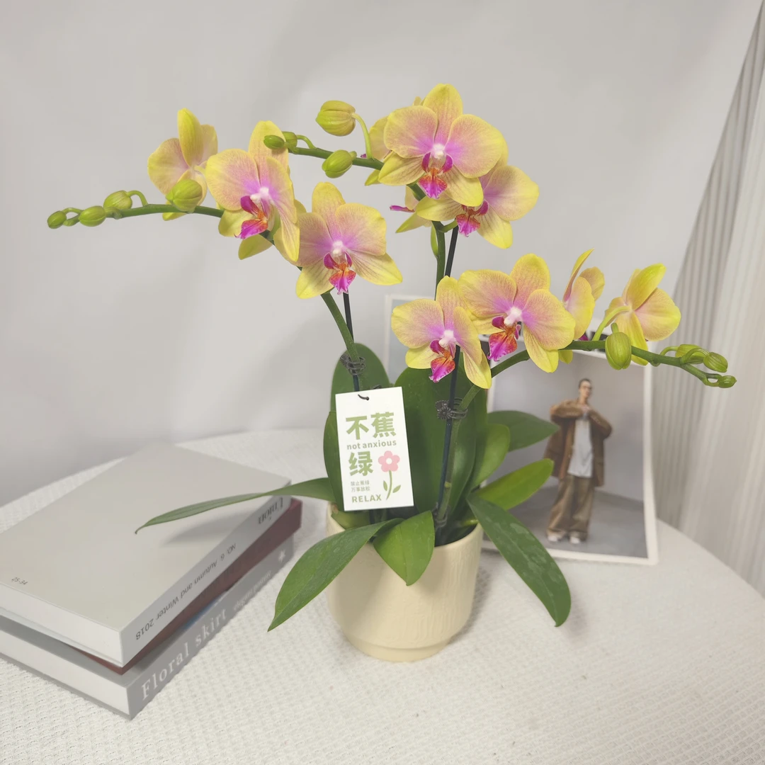 蝴蝶兰<香冠>带香味大花鲜花绿植 带花带花苞 送人送礼