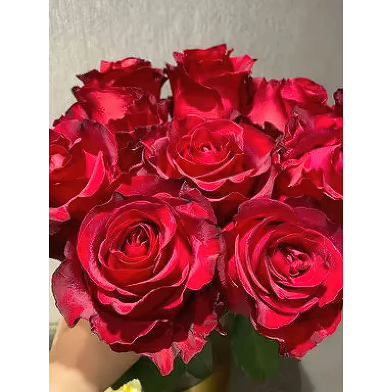 角斗士月季 荷兰月季 灌木大花 红色 切花品种 直立 丝绒质感花瓣