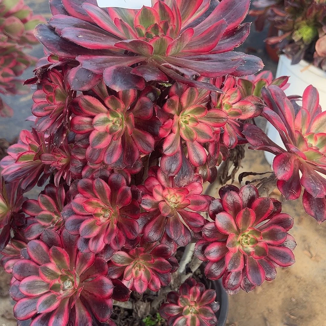 12.10-12香奶奶多肉植物