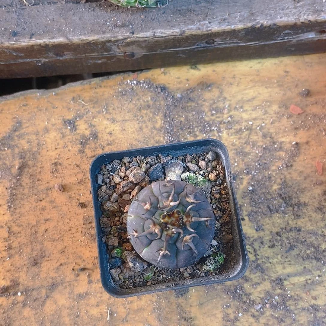 猫爪一个一物一拍