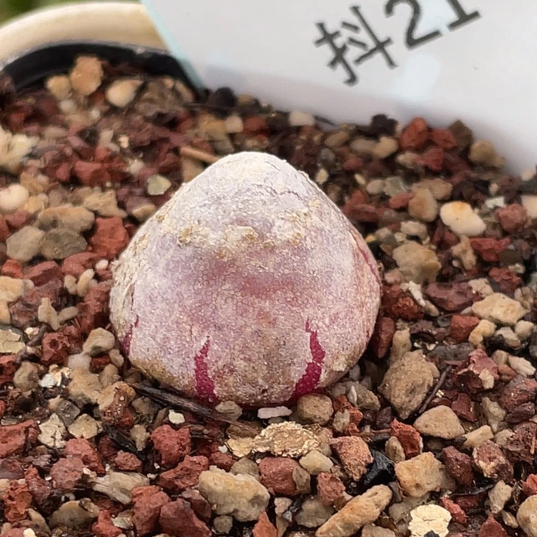 21-4灯泡多肉植物