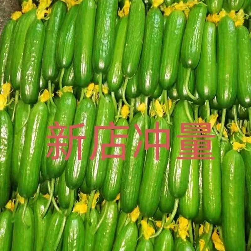 水果小黄瓜新鲜现摘荷兰无刺黄瓜生吃清脆爽口自种水果黄瓜