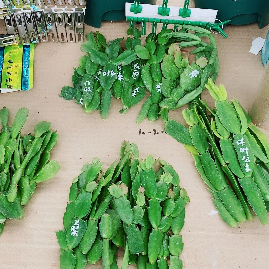 亲***贝无花朵叶片福利一物一拍