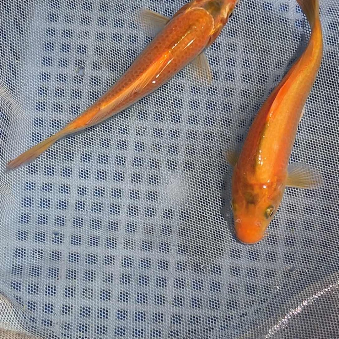 锦鲤锦鲤观赏鱼11111