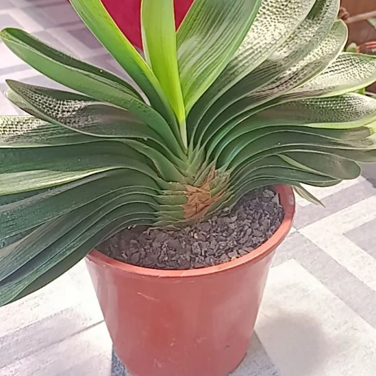 座***起完全开放