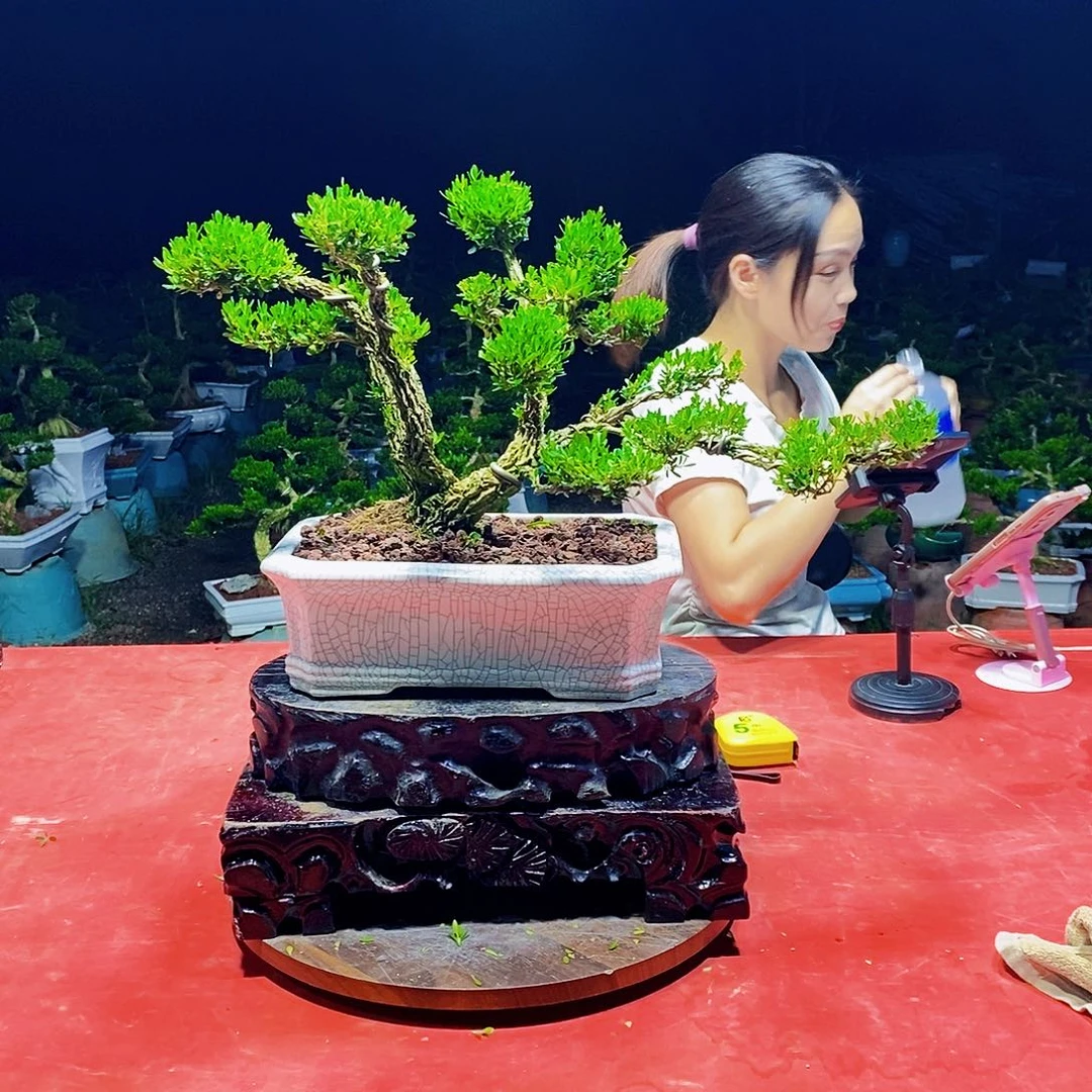 当前无花朵，栽培后可花朵