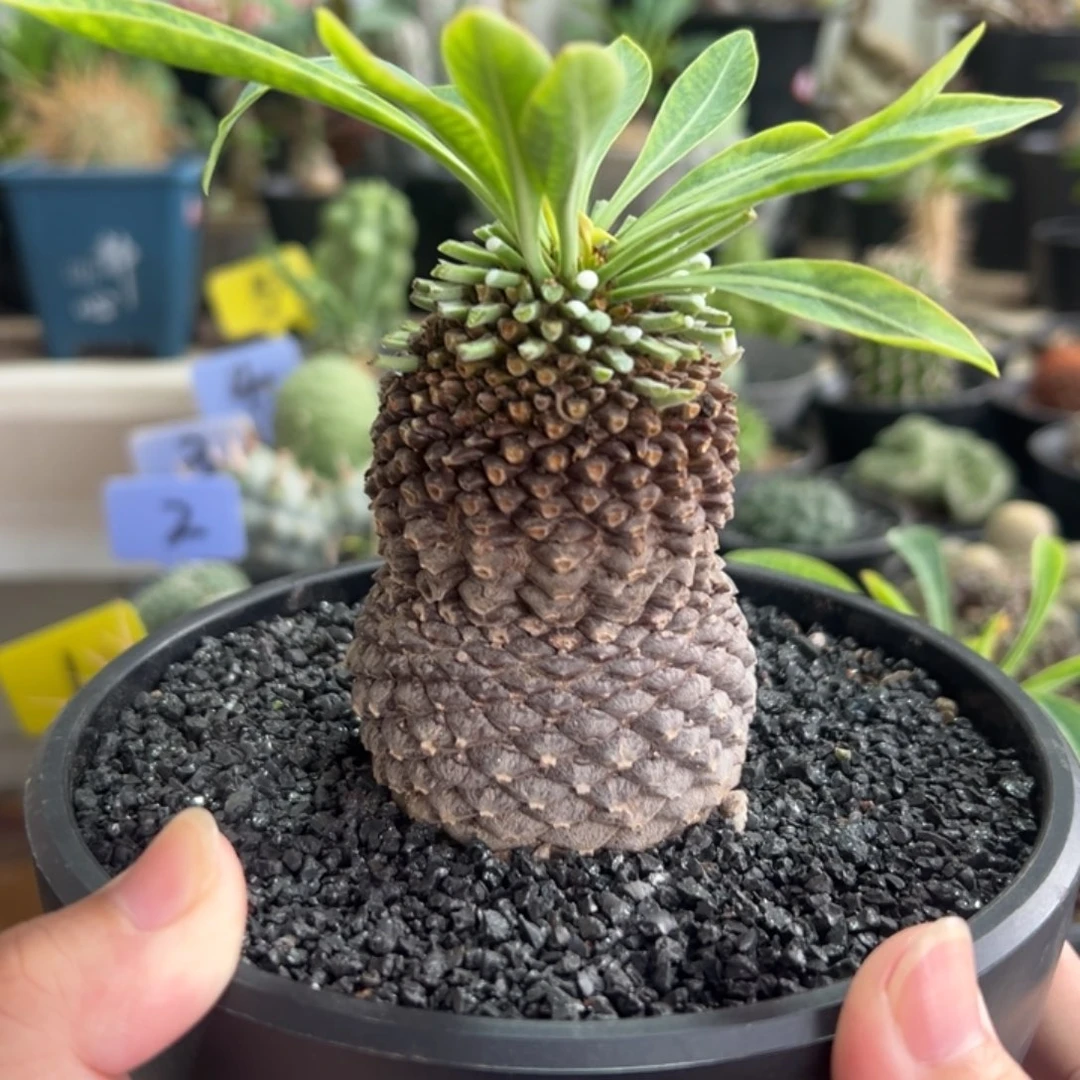 葫芦铁甲丸带盆111111111111