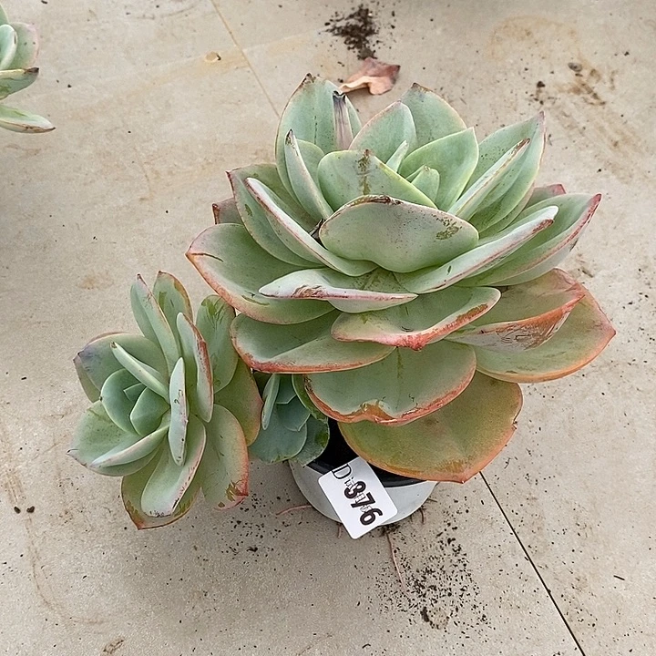 锦***s376国版奶茶多肉植物