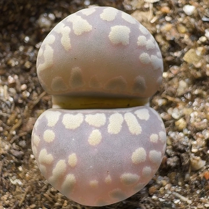 生石花1111111。   259