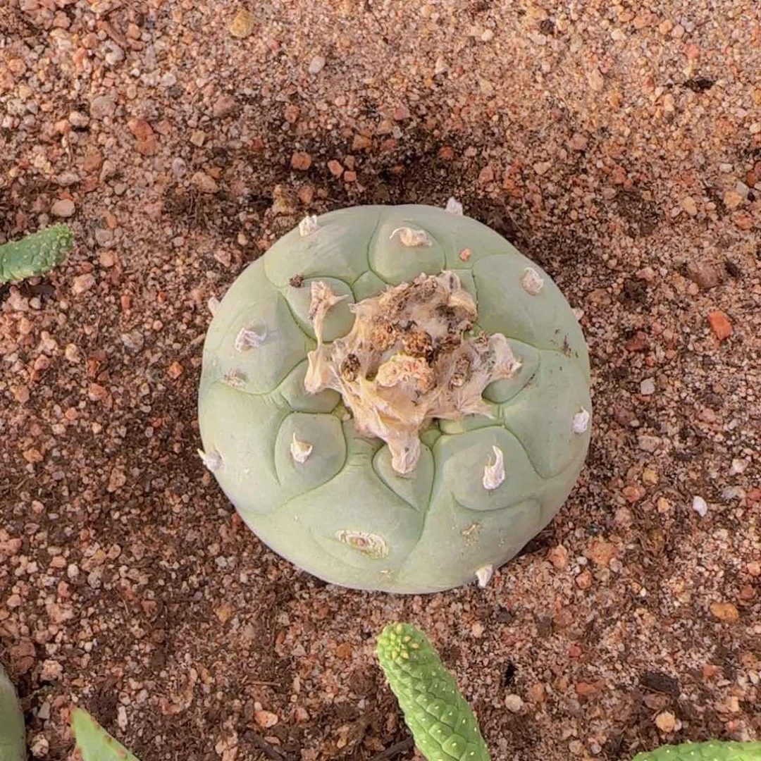 宝***象块根植物块根植物