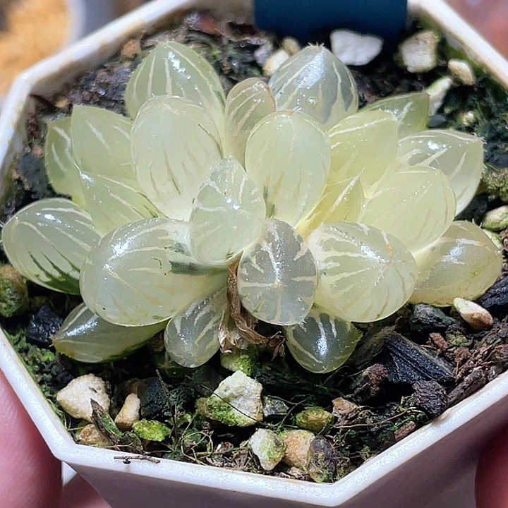725双头糊斑OH玉露锦