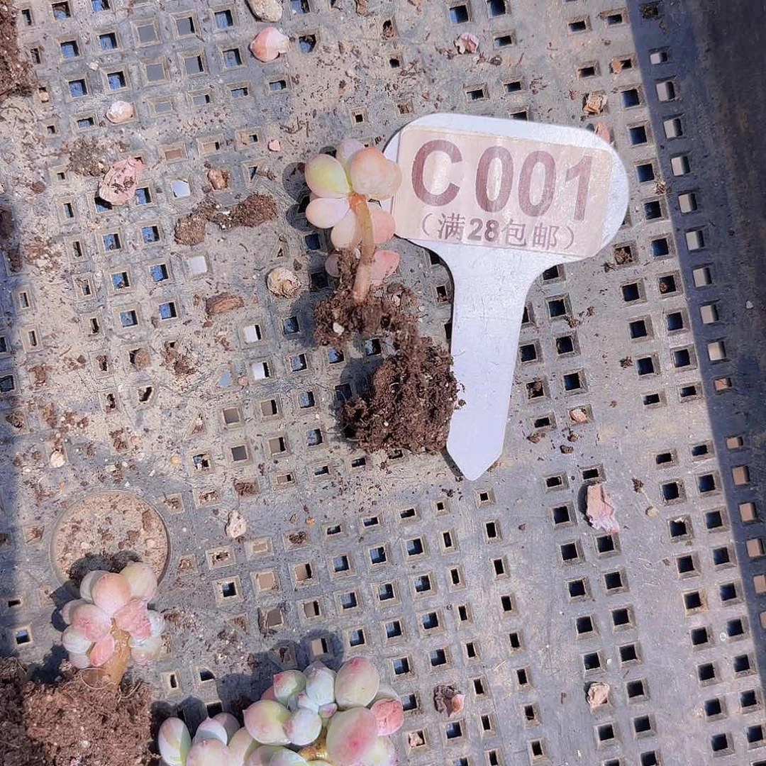 危*呀C001萤火虫锦一物一拍