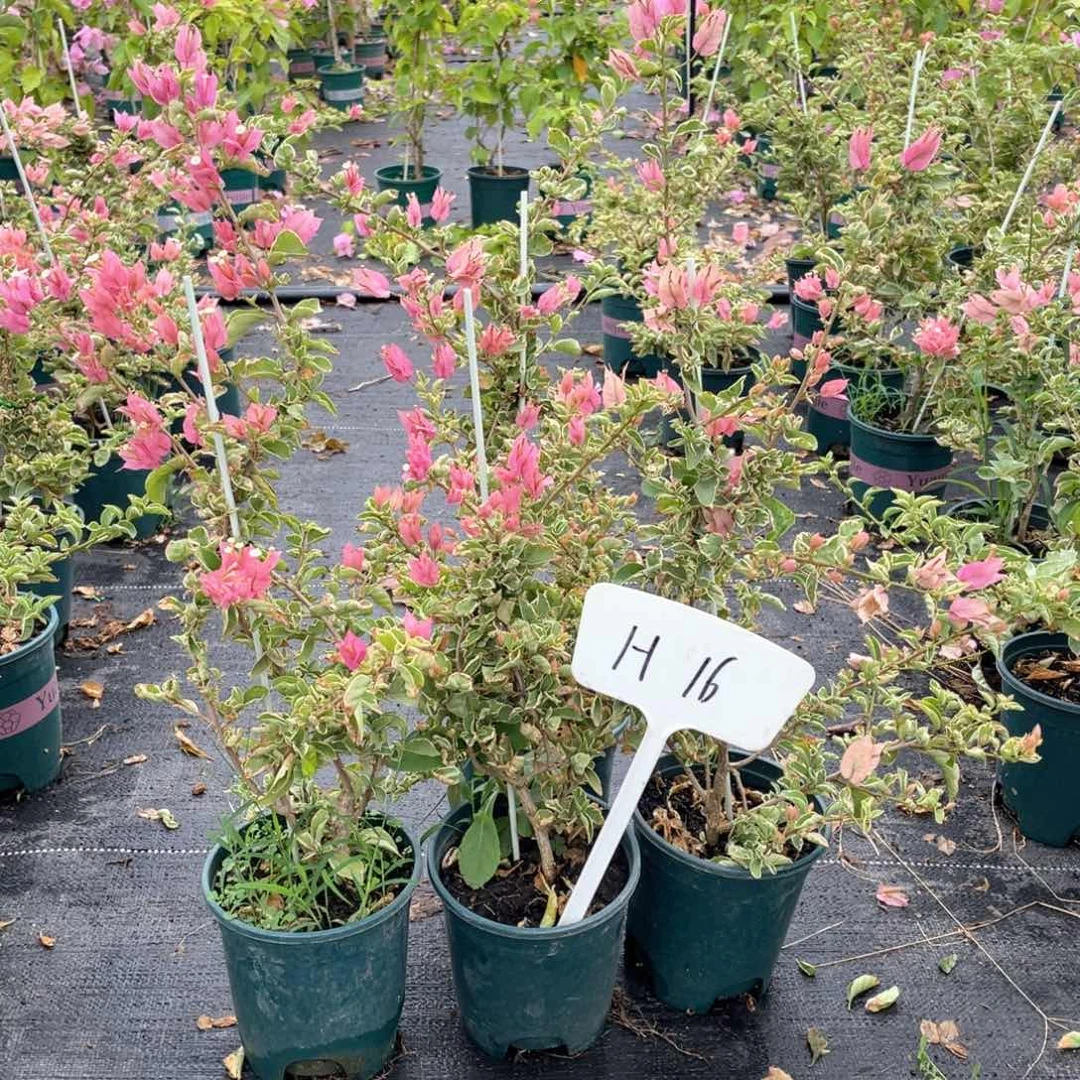 宗***德大量花朵（建议范围：8朵-15朵 或40%以上）少女心4盆H16