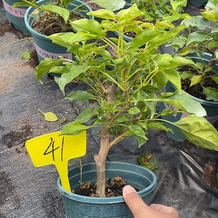 当前无花栽培后可以开花41蒙黄