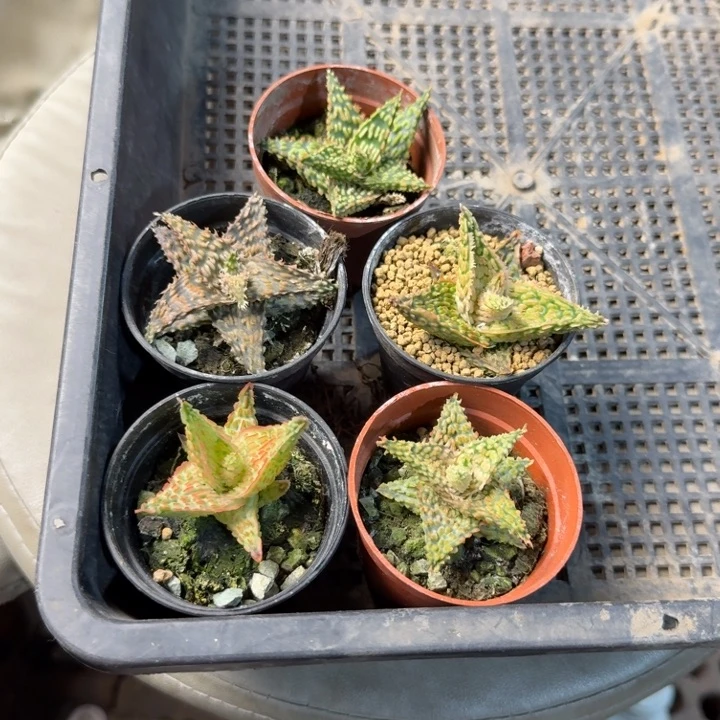 伟芦荟/--5566仙人球