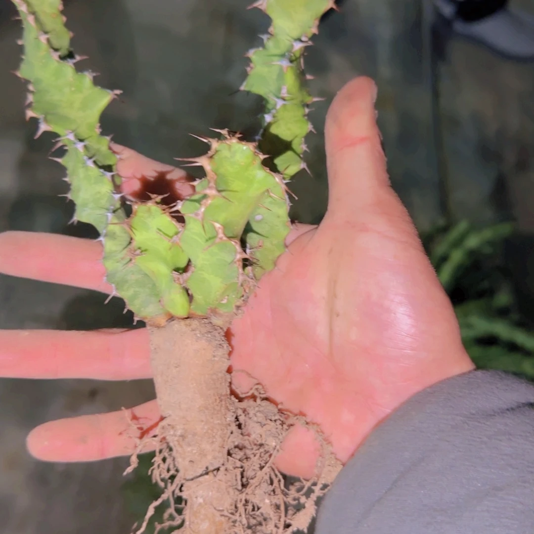 ?****薄块根植物块根植物块根植物