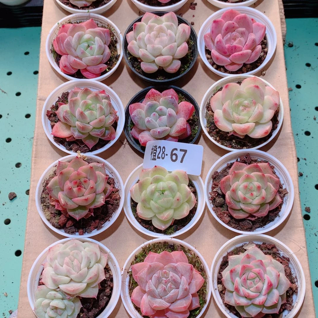 28-67一物一拍多肉带盆18颗