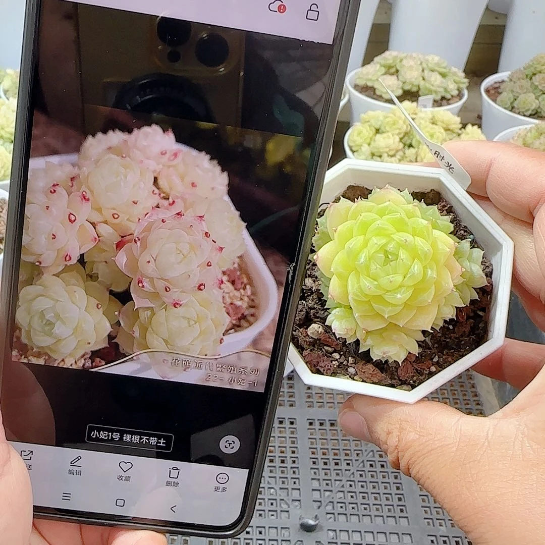 1119-3（小妃-1）优选