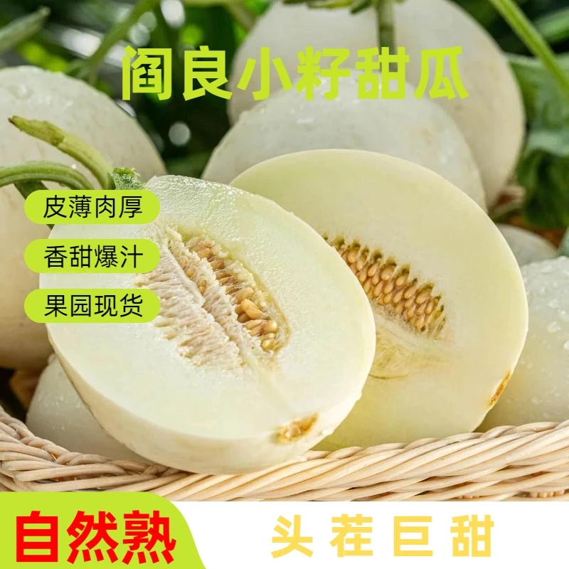 【坏果包赔】正宗陕西阎良小籽白玉甜瓜脆甜多汁产地直发新鲜水果-Y